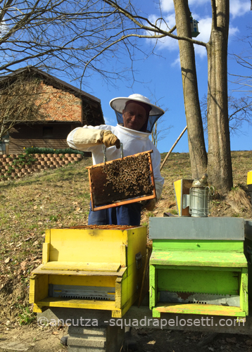 apicultore prima visita alle api