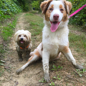 cani sporchi di fango
